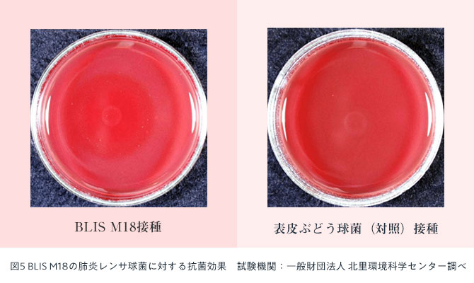 図5 BLIS M18の肺炎レンサ球菌に対する抗菌効果