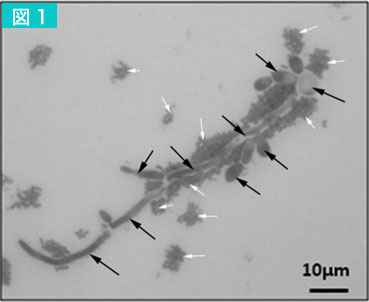 図1.BLIS12がカンジダ・アルビカンスの周りに付着している様子